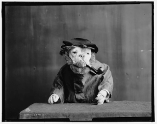 Illustration for article titled 1905 photographs of bulldogs dressed like humans were eerie and/or adorable